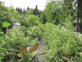 picture from Thain Creek Daylighting