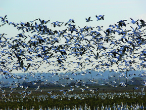 picture from Delta Greenfields Project