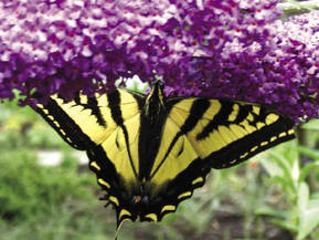 picture from Earthwise Garden