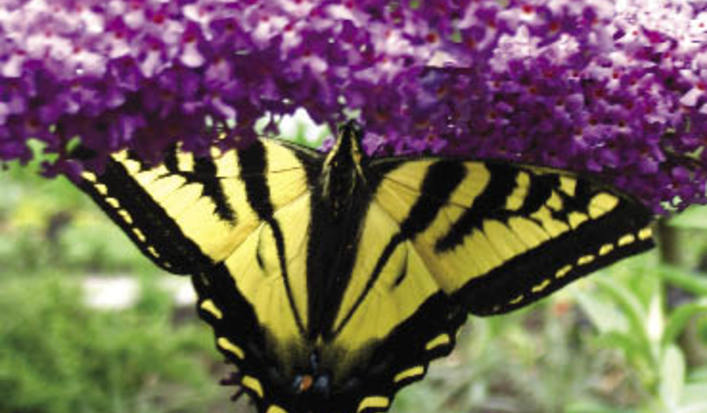 Earthwise_plantings_ha_opt