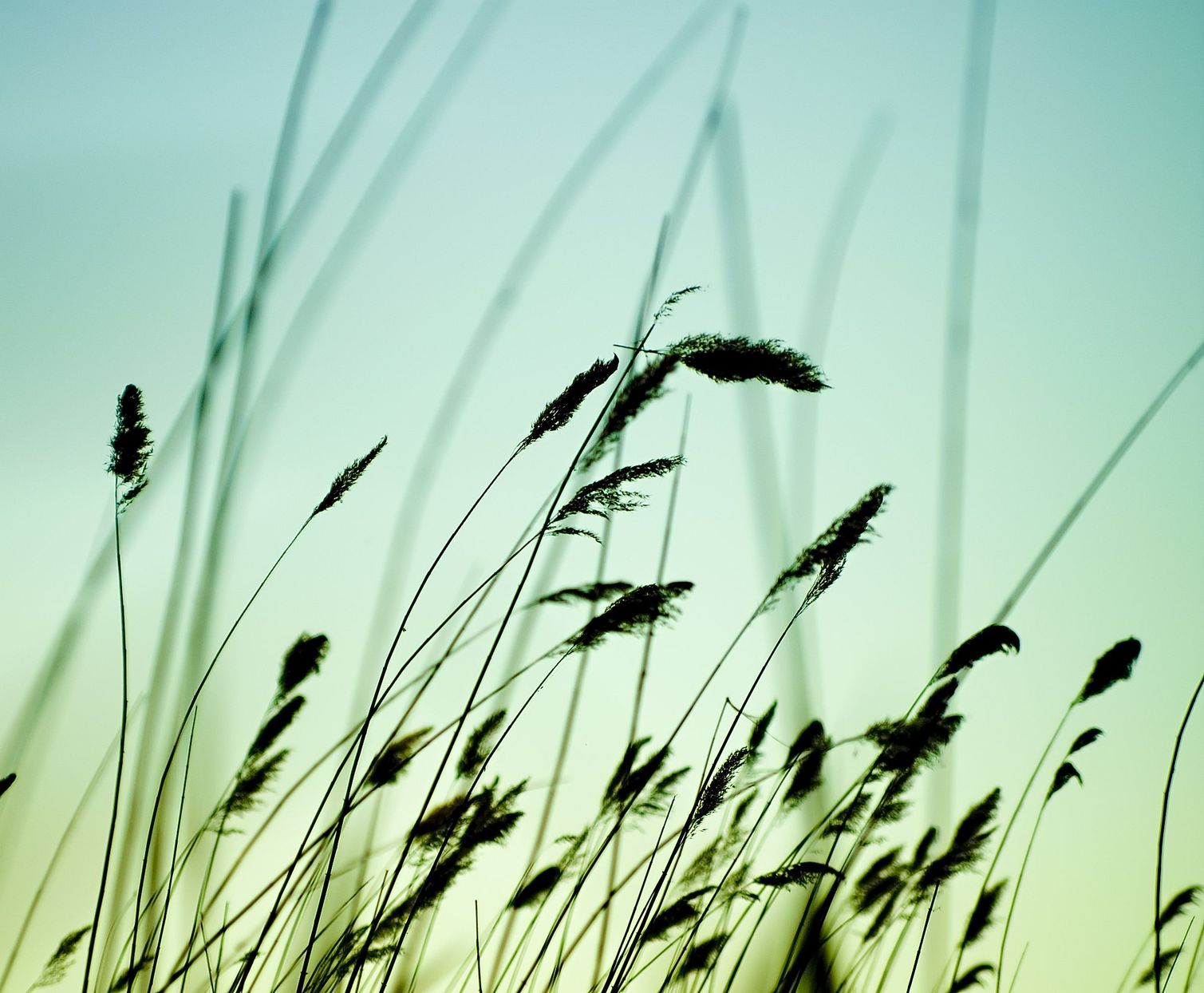 camping-blade-of-grass