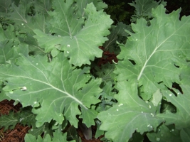 Greens