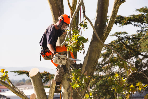 Georgetown tree trimming service