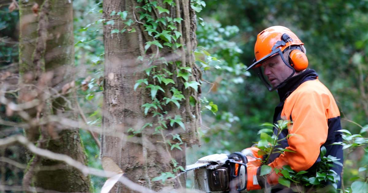 Lexington lawn care service