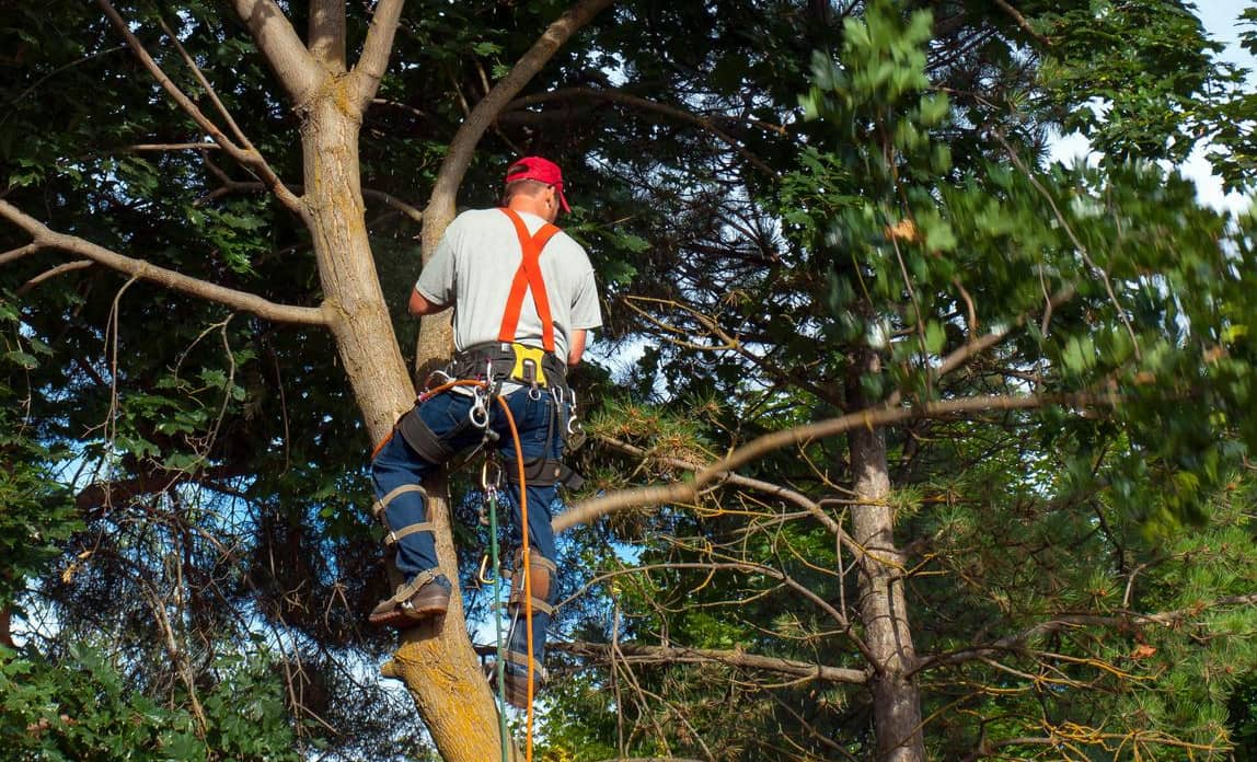 tree removal Kentucky