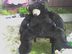 Big_bear_thumb