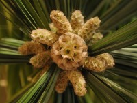 A Hurriyet Design - Event Florist in , 