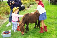AA Ponies "R" Us & Mobile Petting Zoo