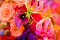 Aime Peterson Flowers and Event Design