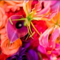 Aime Peterson Flowers and Event Design - Event Florist in , 
