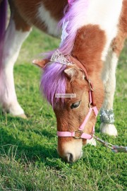 Lilly's Ponies