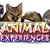 Animal Experiences