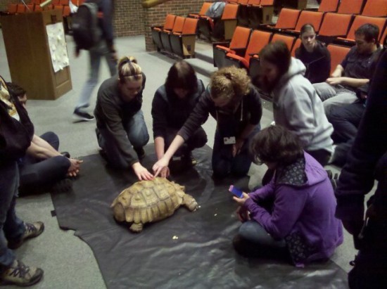African Sulcata "Chibi" at a High School