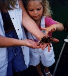Hayley and Tarantula "Webster" Hayley and Tarantula "Webster"