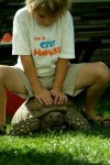 Our 60 lb Tortoise "Chibi" Will Take You For a Ride Our 60 lb Tortoise "Chibi" Will Take You For a Ride