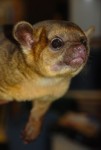 Cheech, One of Our Kinkajous Cheech, One of Our Kinkajous