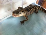 Our Baby Alligator "Skeeter" Our Baby Alligator "Skeeter"