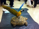 Chewchi the Blue and Gold Macaw Shows Off While Perched on Chibi the Sulcata Chewchi the Blue and Gold Macaw Shows Off While Perched on Chibi the Sulcata