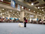 MTB Javits - bow