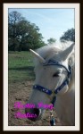 Jazz the unicorn