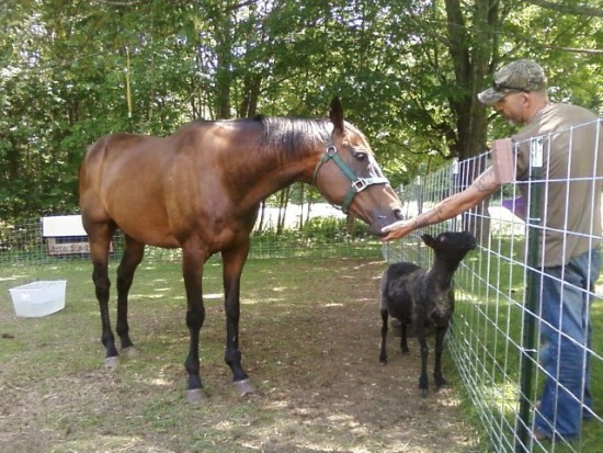 Petting Area