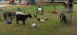 Petting zoo