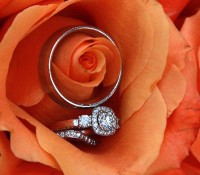 Beedazzling Photography