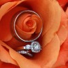 Beedazzling Photography