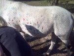 Paint the Pony