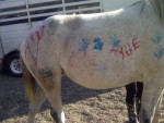Paint the Pony
