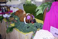 Blooming Glen Pork & Catering - Caterer in Philadelphia, Pennsylvania