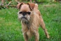 Bugsey the Brussels Griffon - Actors & Models in Redmond, Washington