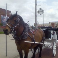 Cameo Carriage Company - Event Services in Norman, Oklahoma