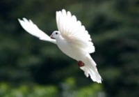 Charlie's Angels White Dove Releases