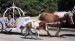 Mini horse drawn carriage rides