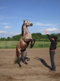 Circle B Stables