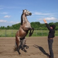Circle B Stables - Animal Entertainment in North Royalton, Ohio