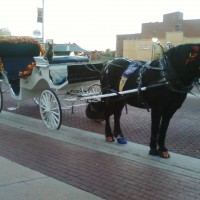 Clippity Clop Carriage - Event Services in Norman, Oklahoma
