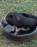 Wally the Pot Belly Pig Wally the Pot Belly Pig