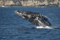 Dana Wharf Party Boat Charters - Event Services in San Clemente, California