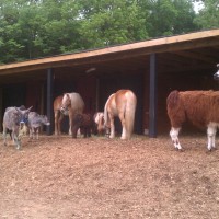 Darby Acres Farm - Unique & Specialty in Gastonia, North Carolina