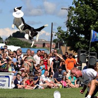 Disc-Connected K9s - Reptile Show in Jacksonville, Florida