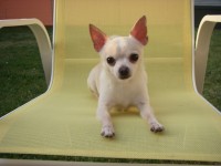 Dog Actors - Chihuahua Performers - Animal Talent - Actors & Models in Redmond, Washington