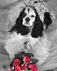 DogBreedz.net Pet Photography