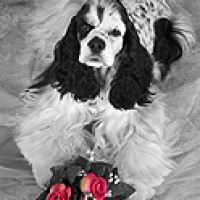 DogBreedz.net Pet Photography - Portrait Photographer in Santee, California