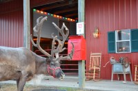 Double R Reindeer Ranch