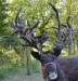 Prancer