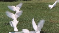 Dove Release - Horse Drawn Carriage in Springfield, Missouri