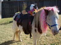 Dreamcatcher Party Ponys - Unique & Specialty in Tulsa, Oklahoma