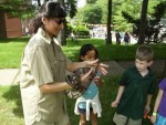 Our Ball pythons are very docile and can be handled by anyone Our Ball pythons are very docile and can be handled by anyone